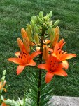 Orange tiger lilies